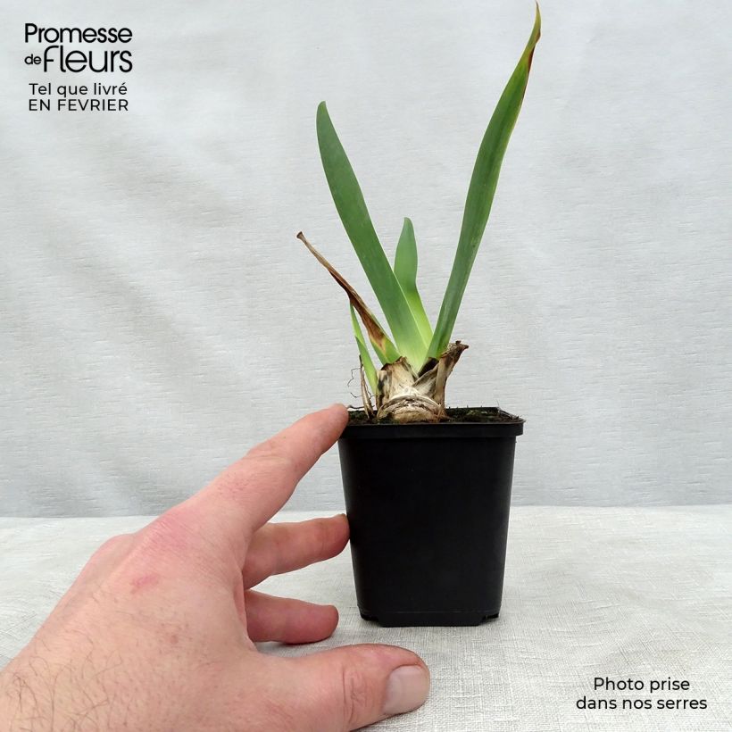 Iris germanica Ola Kala Maceta de 8/9 cm Ejemplar entregado en invierno