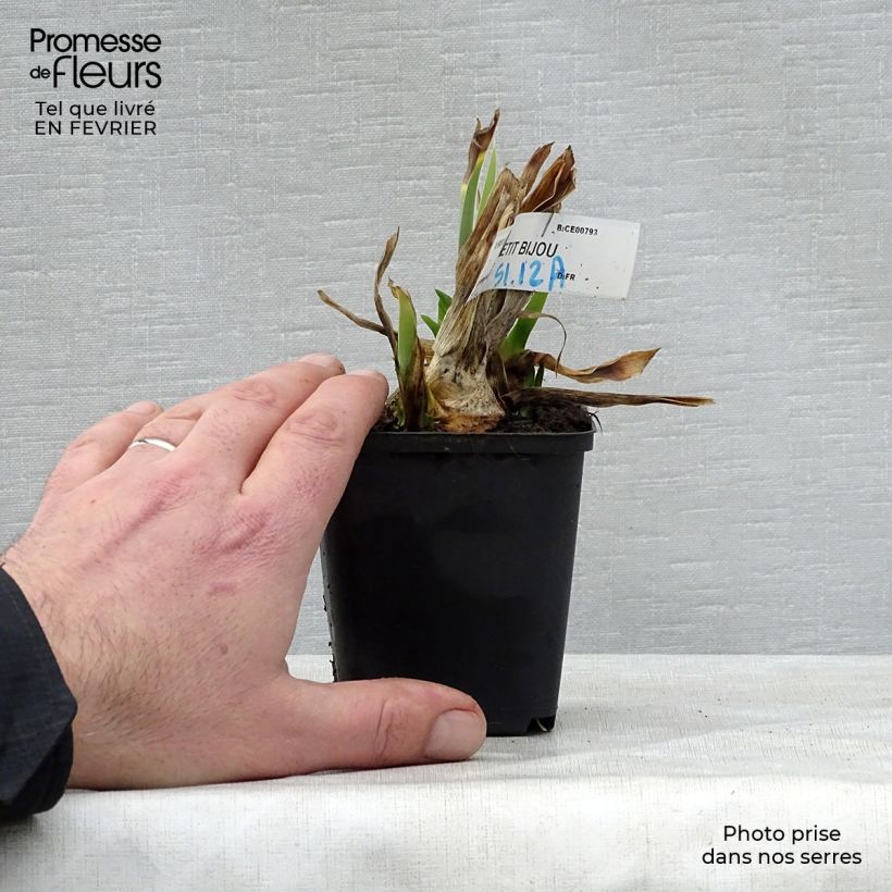 Iris germanica Petit Bijou Maceta de 8/9 cm Ejemplar entregado en invierno