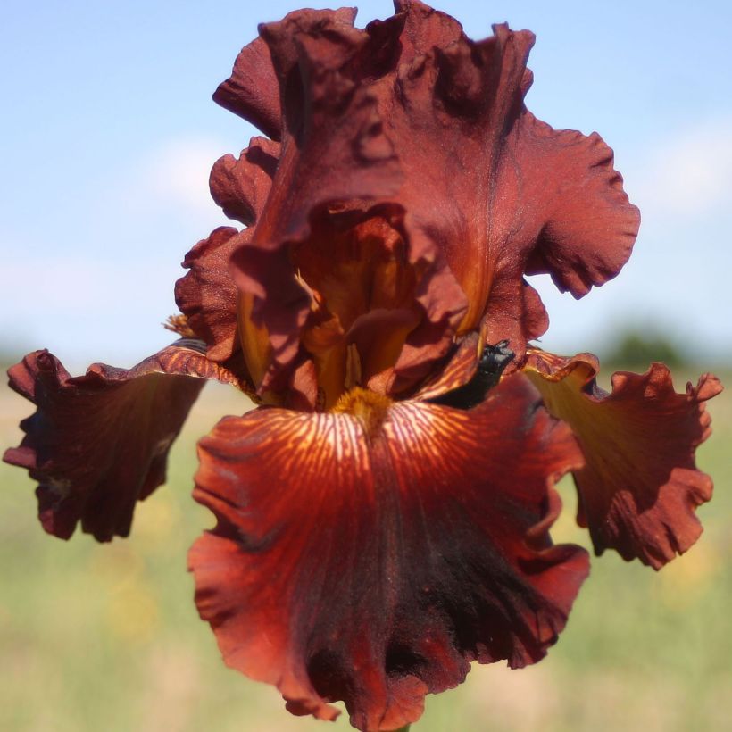 Iris germanica Play with Fire (Floración)
