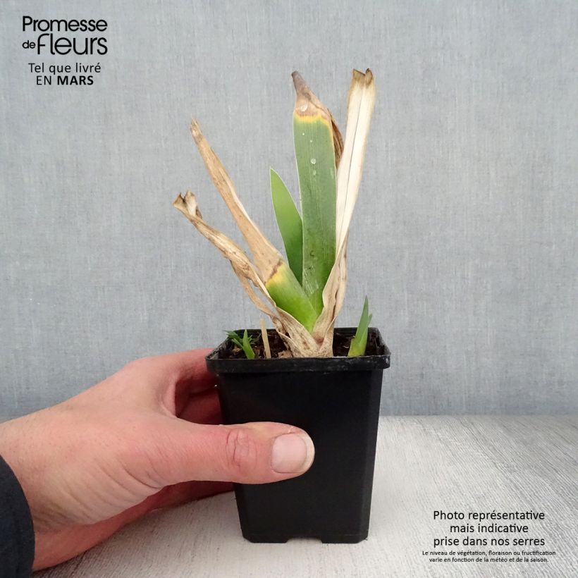Iris germanica Poésie - Iris des Jardins Rhizome Ejemplar entregado en la primavera