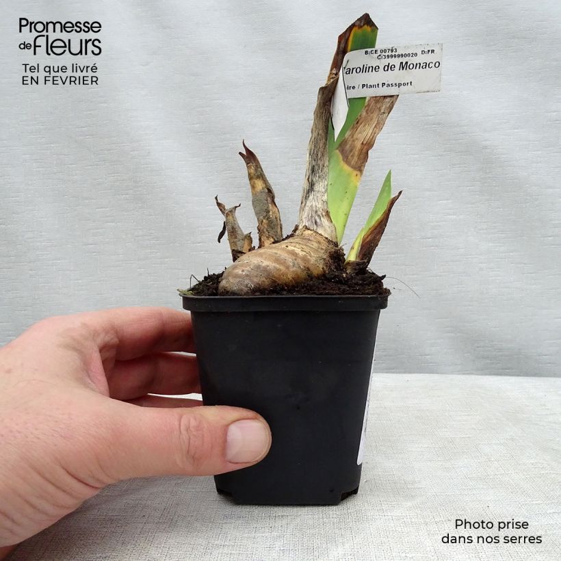 Iris germanica Princesse Caroline de Monaco - Iris des Jardins Rhizome ou godet Ejemplar entregado en invierno