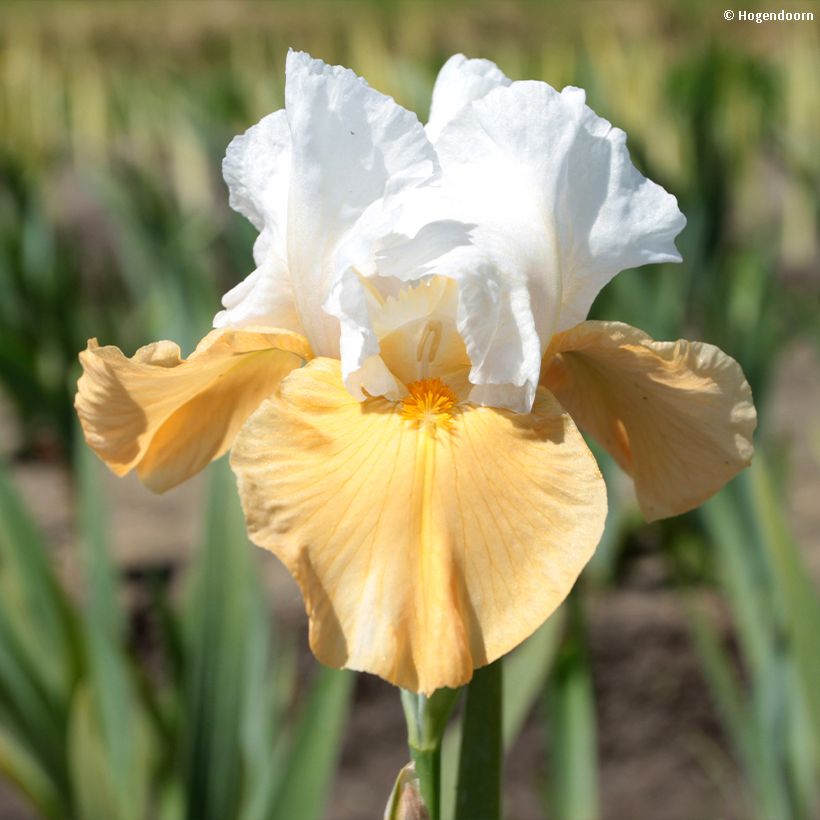 Iris germanica Pumpkin Cheesecake (Floración)