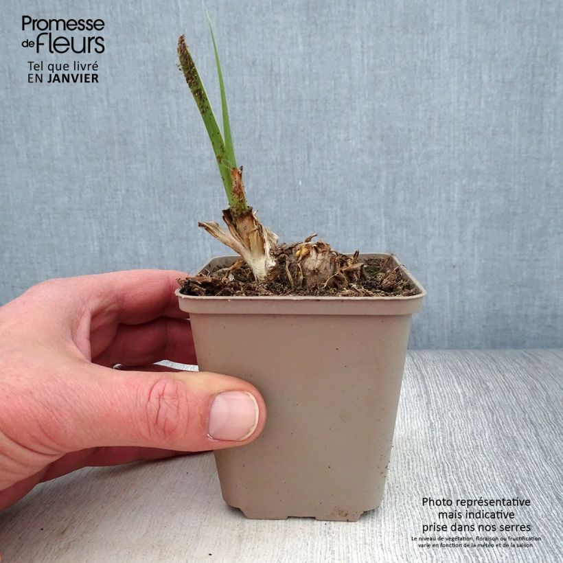 Iris germanica Pumpkin Cheesecake - Iris des Jardins Rhizome ou godet Ejemplar entregado en invierno