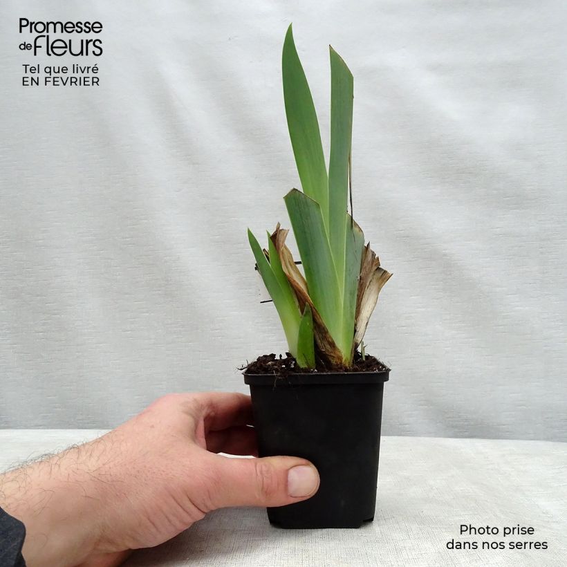 Iris germanica Ringo Maceta de 8/9 cm Ejemplar entregado en invierno