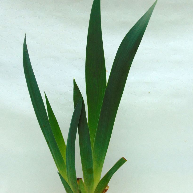 Iris germanica Rising Moon (Follaje)