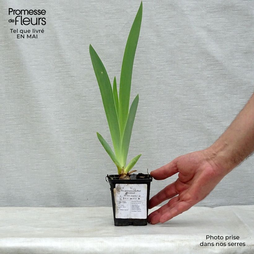 Iris germanica Ruffled Goddess Rhizome, Calibre 10/15, qualité extra Ejemplar entregado en la primavera