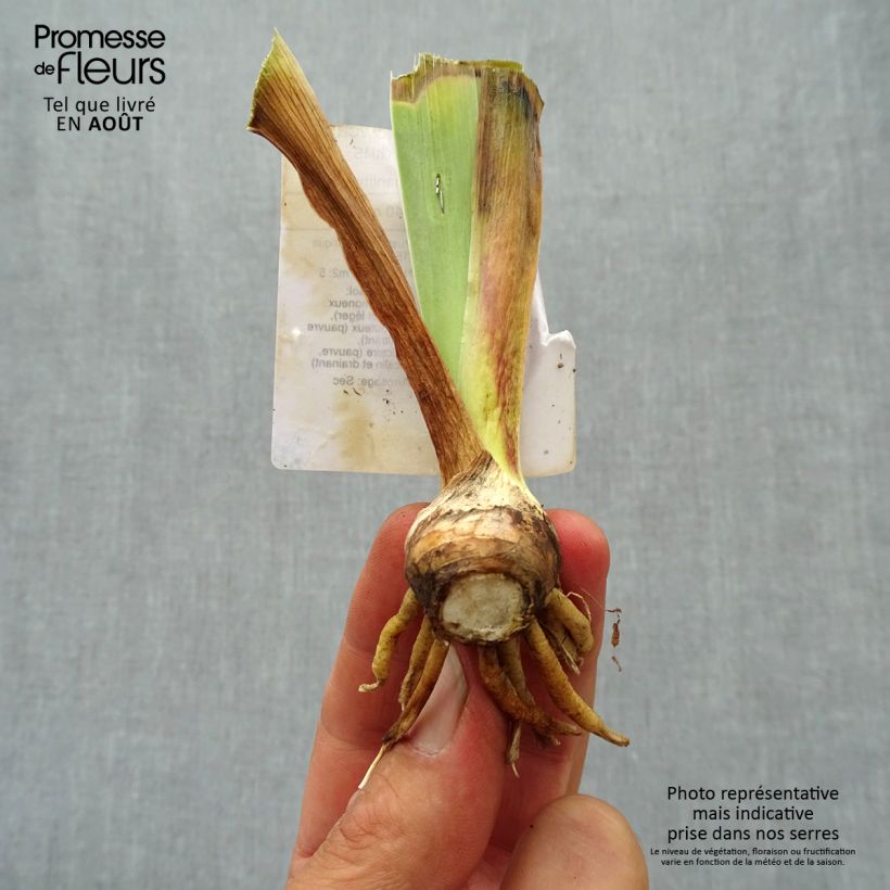 Ejemplar de Iris germanica Showcase - Iris des Jardins  Rhizome, Calibre 4/6 entregado en verano