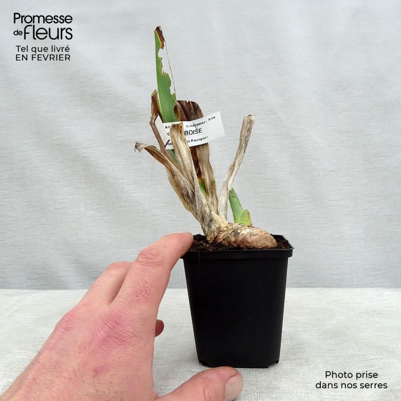 Iris germanica Sirop de Framboise Maceta de 8/9 cm Ejemplar entregado en invierno