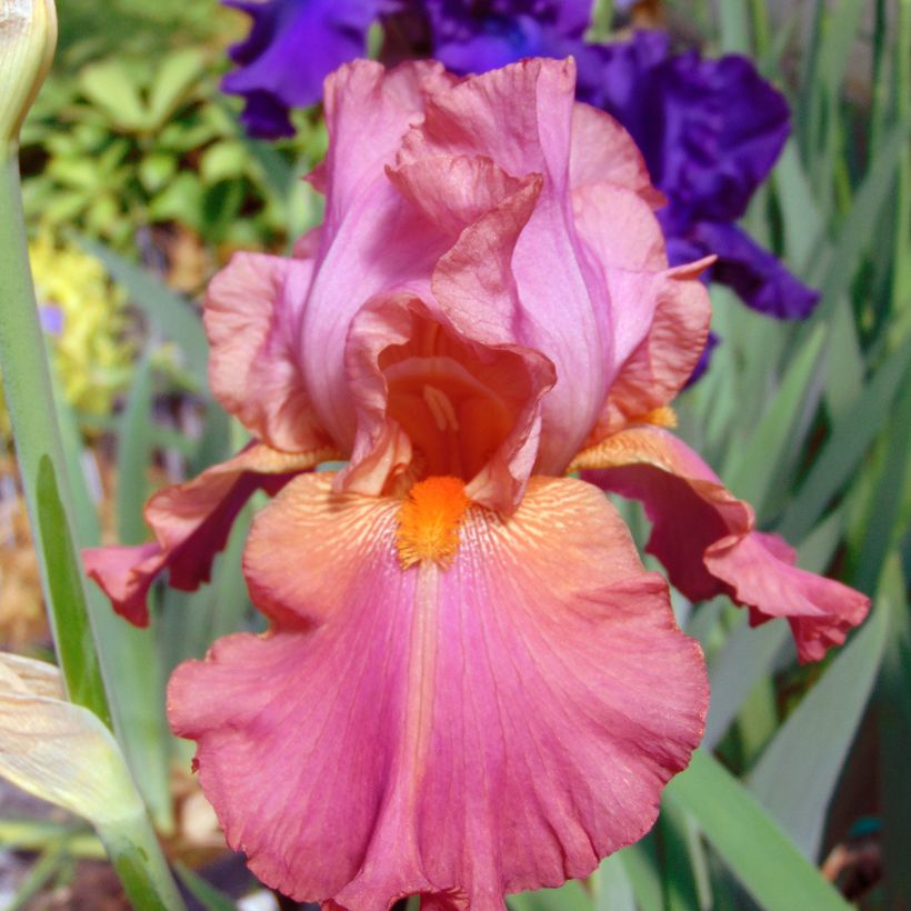 Iris germanica Sorbet Fraise (Floración)