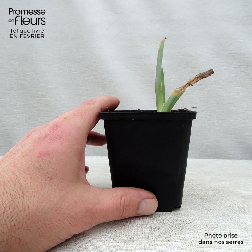 Iris germanica Sorbet Fraise Maceta de 8/9 cm Ejemplar entregado en invierno