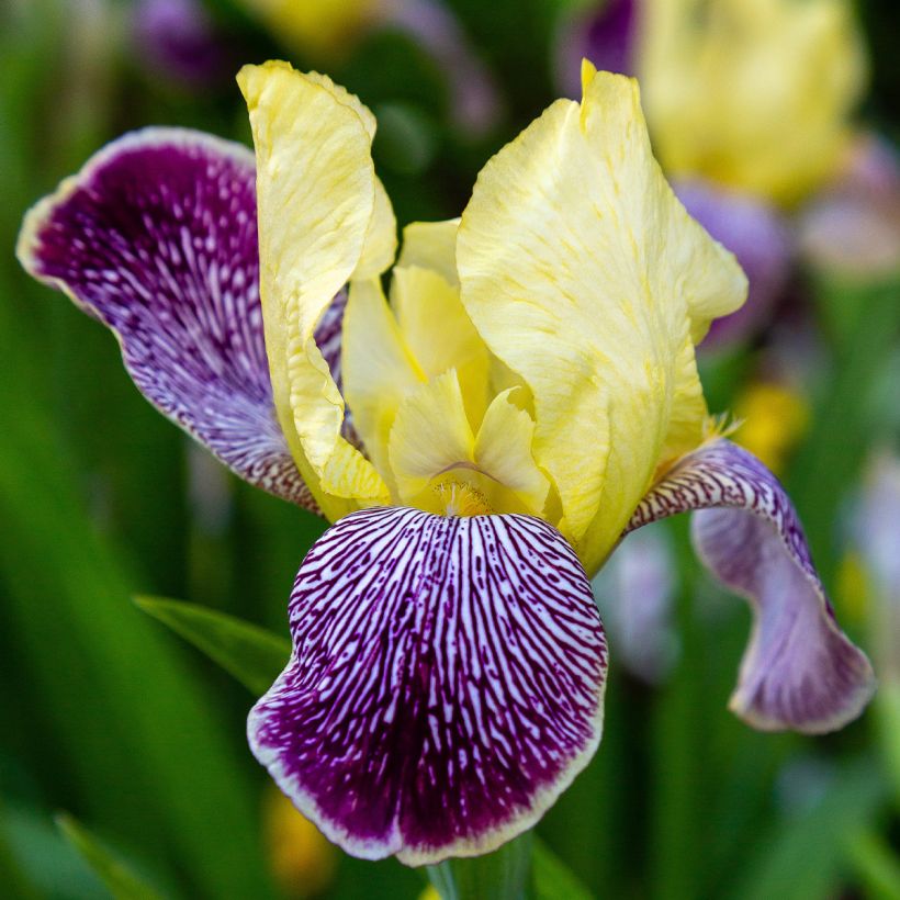 Iris germanica Stellata (Floración)