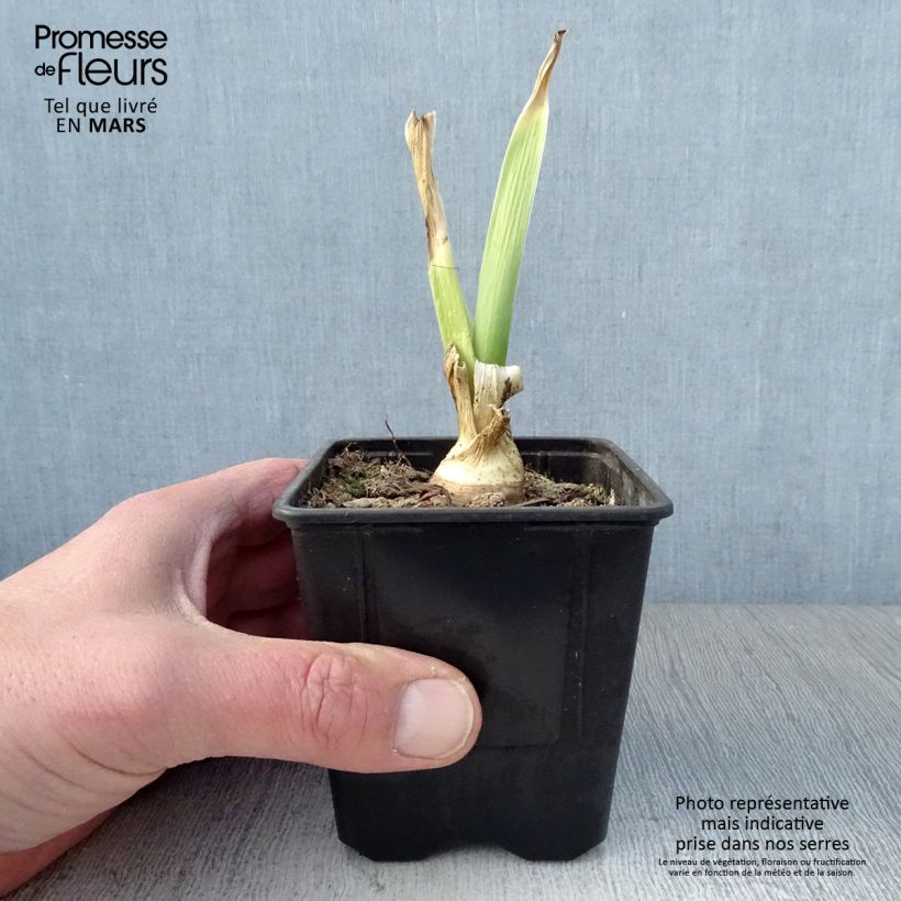 Iris germanica Tiger Honey Rhizome Ejemplar entregado en la primavera