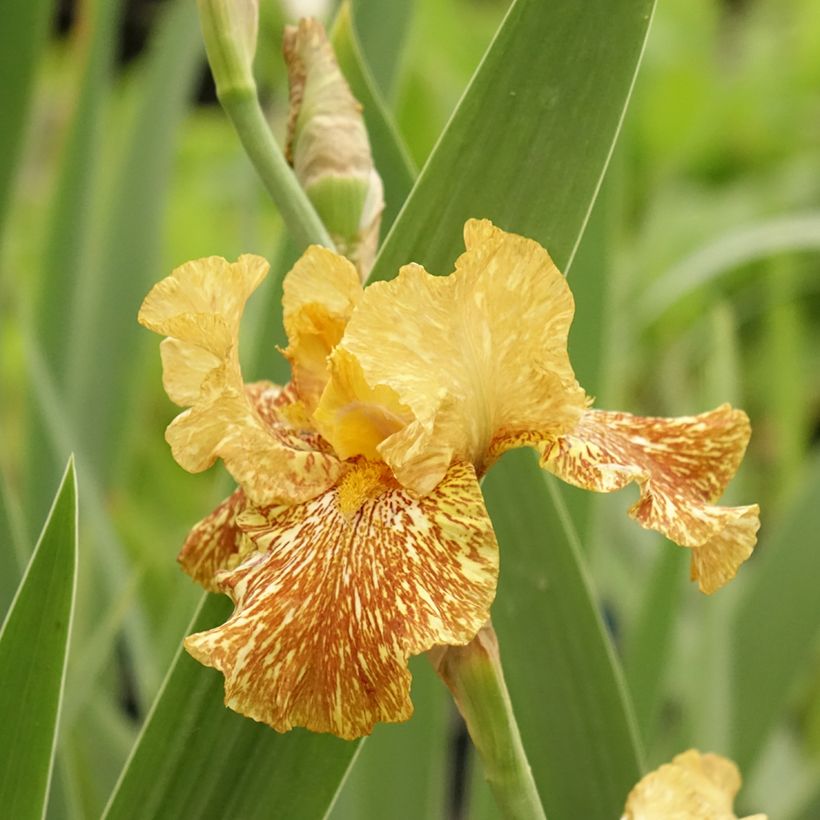 Iris germanica Tiger Honey (Floración)