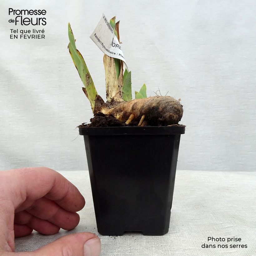 Iris germanica Torero - Iris des Jardins Rhizome ou godet Ejemplar entregado en invierno