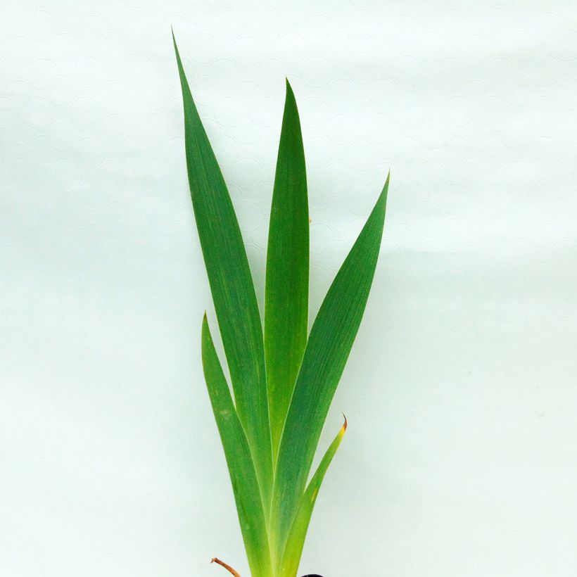Iris germanica Total Recall (Follaje)