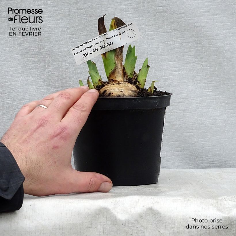 Iris germanica Toucan Tango Rhizome ou godet Ejemplar entregado en invierno