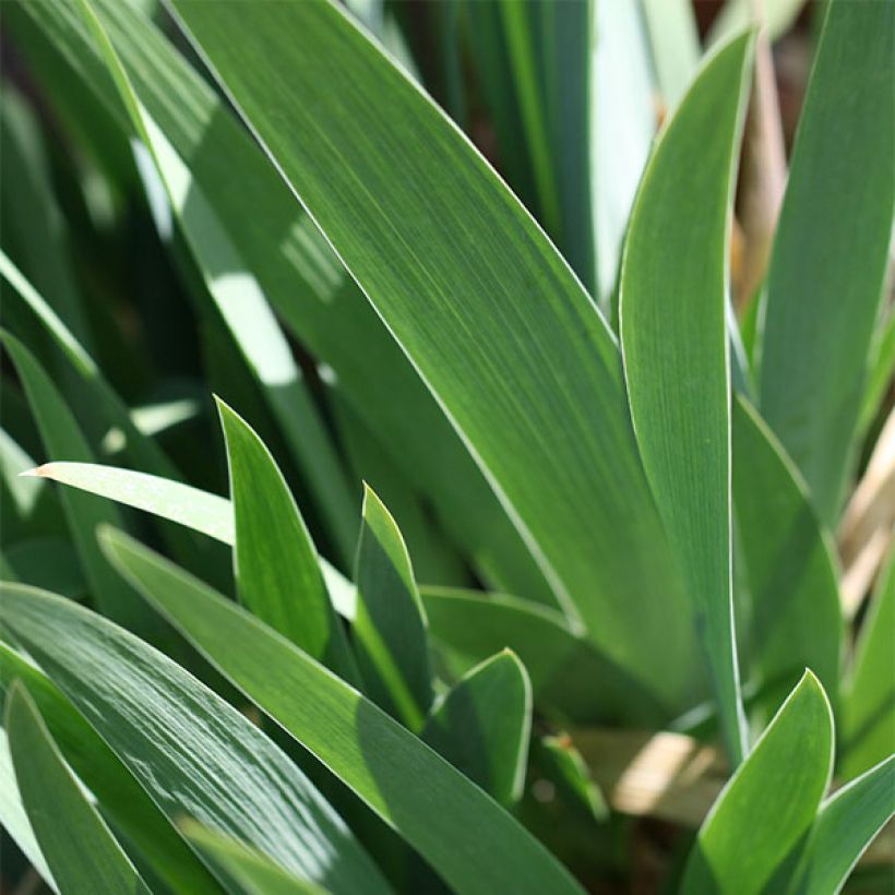 Iris germanica Trade Secret (Follaje)