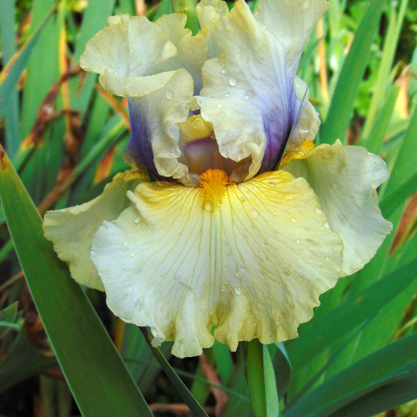 Iris germanica Trade Secret (Floración)