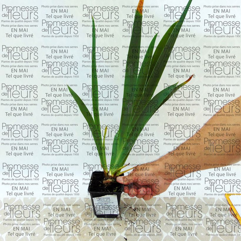 Ejemplo de ejemplar de Iris germanica Trade Secret Maceta de 8/9 cm tal y como se entrega