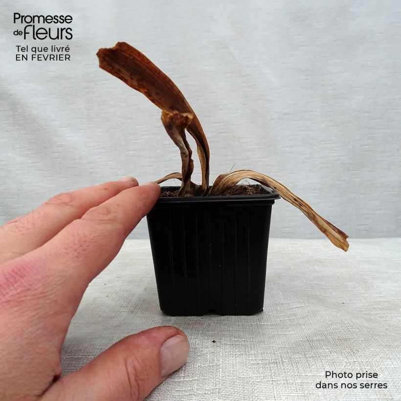 Iris germanica Vitafire Maceta de 8/9 cm Ejemplar entregado en invierno