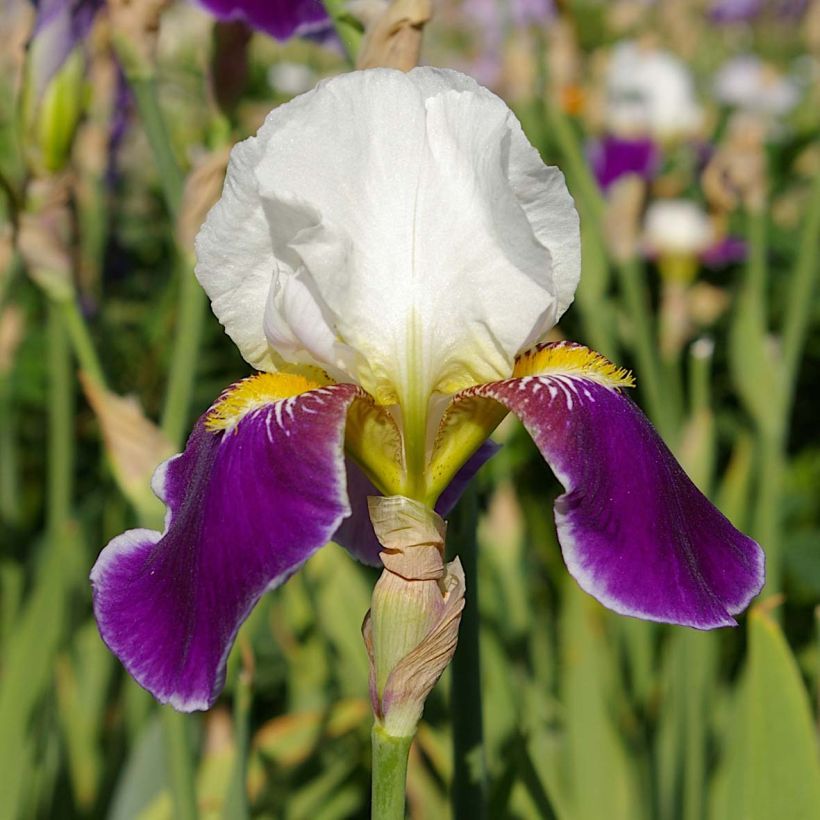 Iris germanica Wabash (Floración)