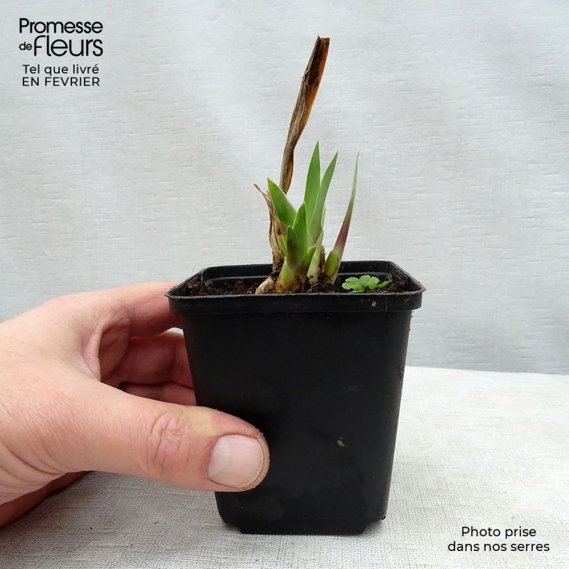Iris germanica Wabash Maceta de 8/9 cm Ejemplar entregado en invierno