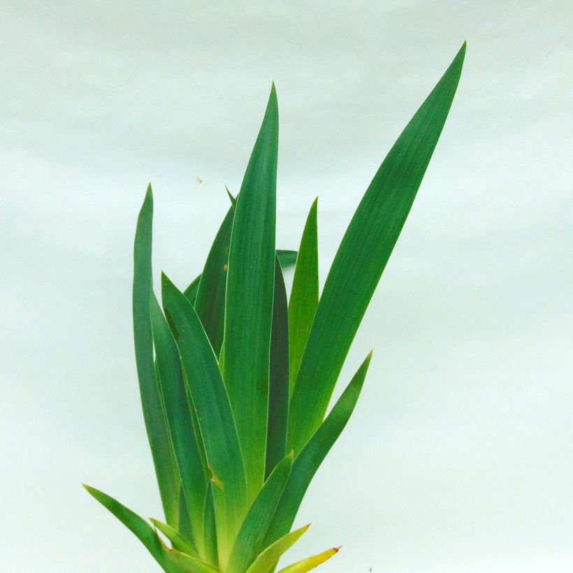 Iris germanica Wild Frontier (Follaje)