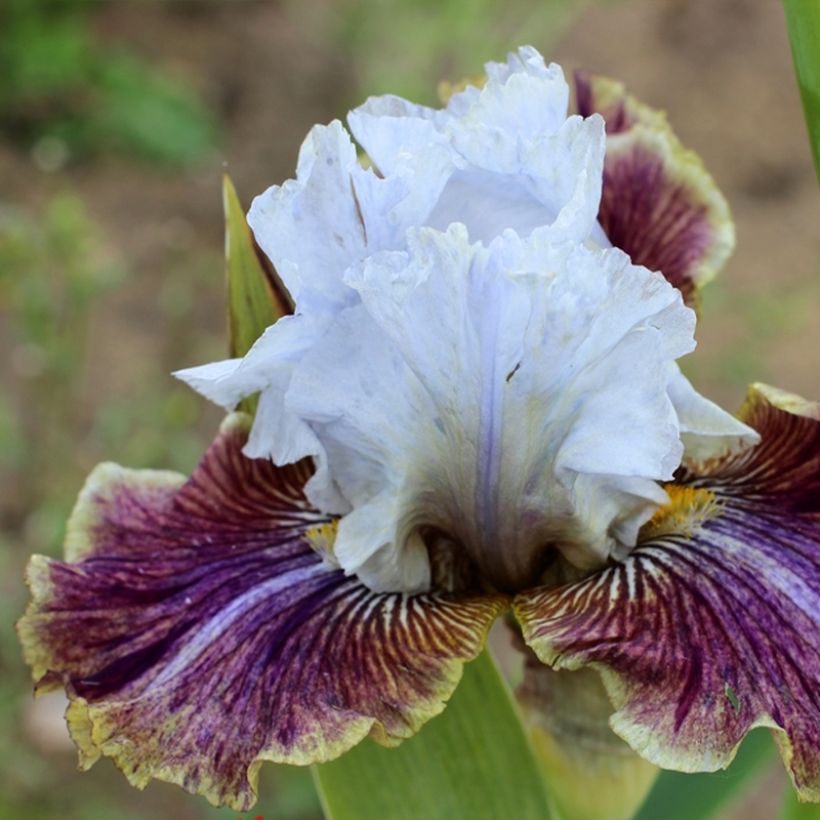 Iris germanica Coloration Végétale (Floración)