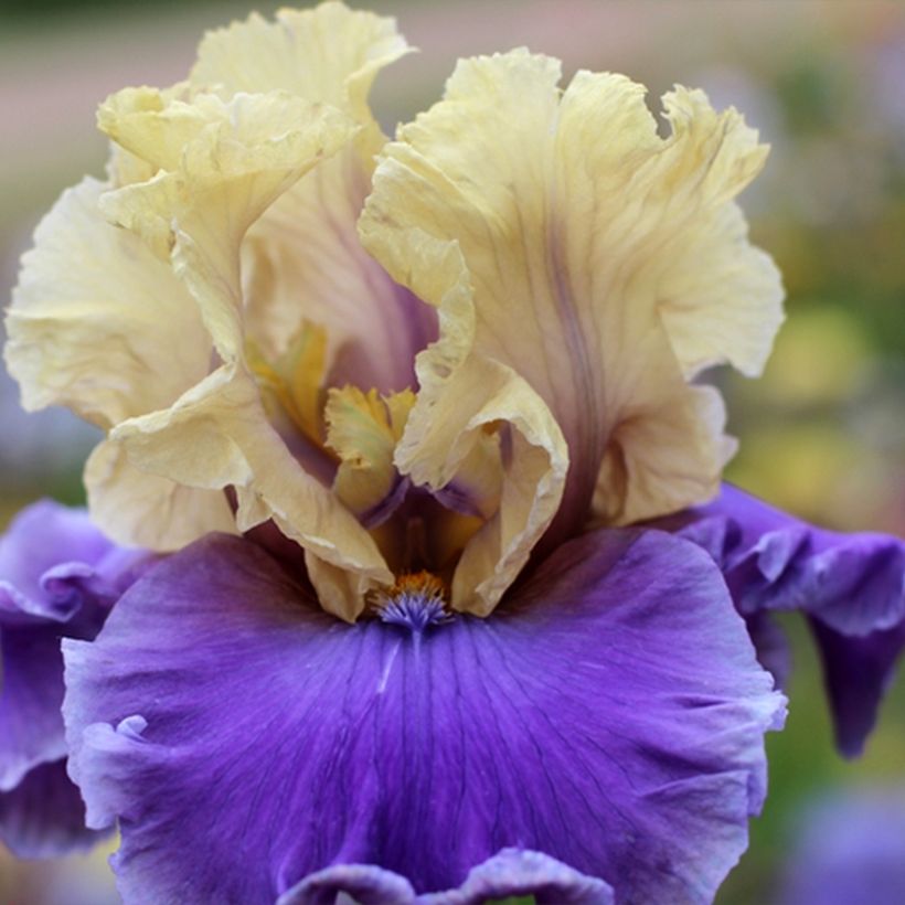 Iris germanica Guernazelle (Floración)