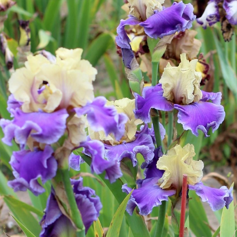 Iris germanica Guernazelle (Porte)
