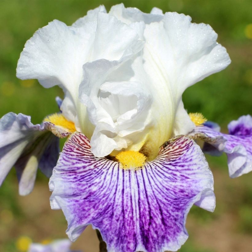 Iris germanica Palette De Peintre (Floración)