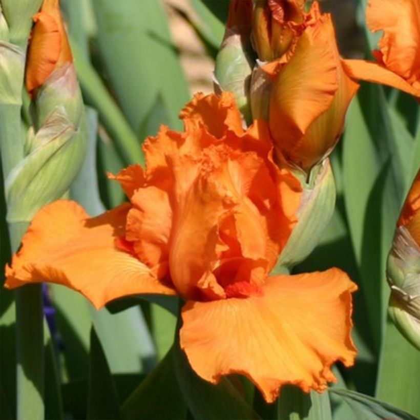 Iris germanica Poil De Carotte (Floración)
