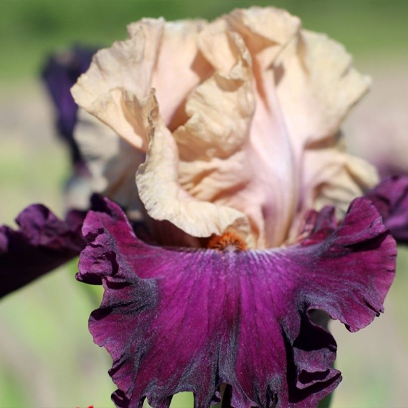 Iris germanica Sacrée Gralée (Floración)