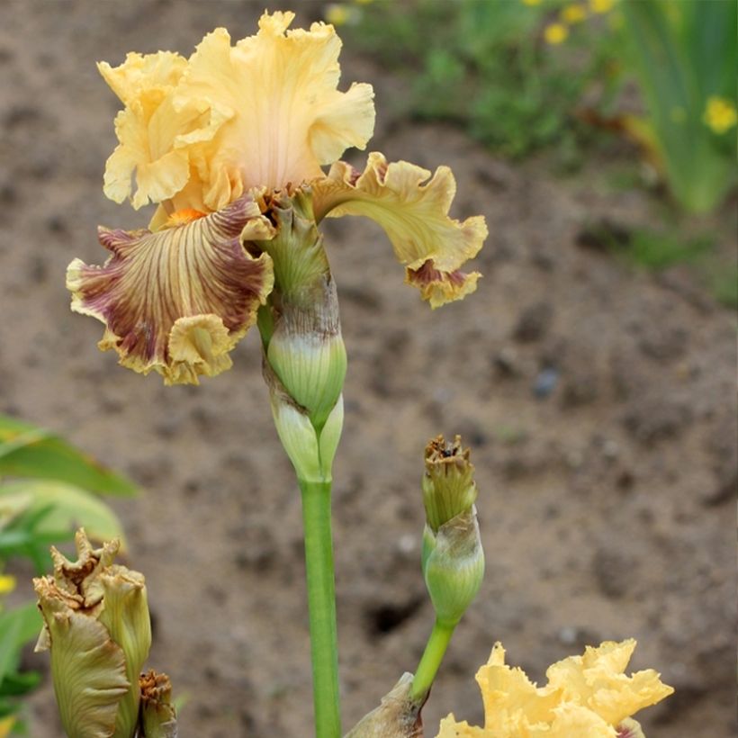 Iris germanica Vieilles Vignes (Floración)