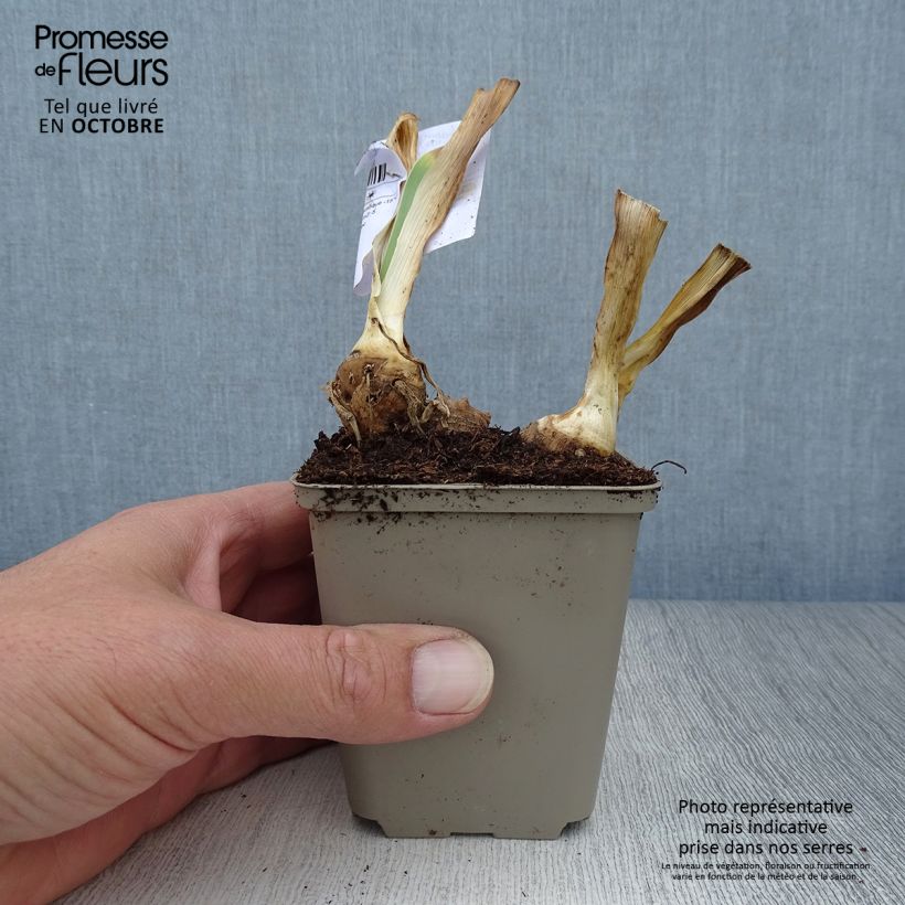 Ejemplar de Iris germanica Italiques - Iris des Jardins Rhizome, Calibre 10/15, qualité extra entregado en otoño