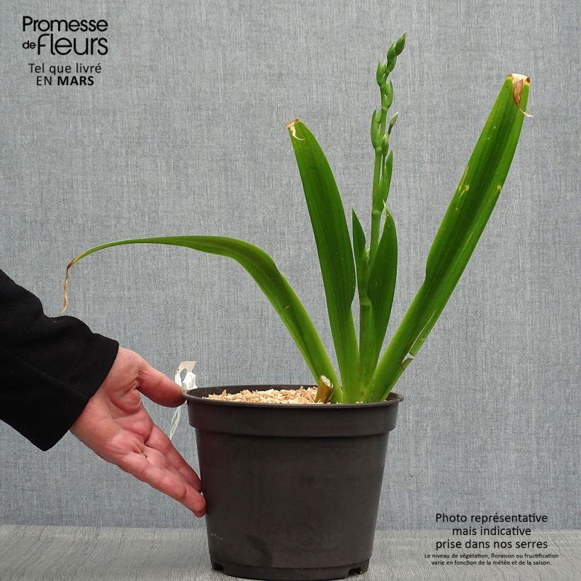 Iris japonica - Lirio japonés Maceta 3L/4L Ejemplar entregado en la primavera