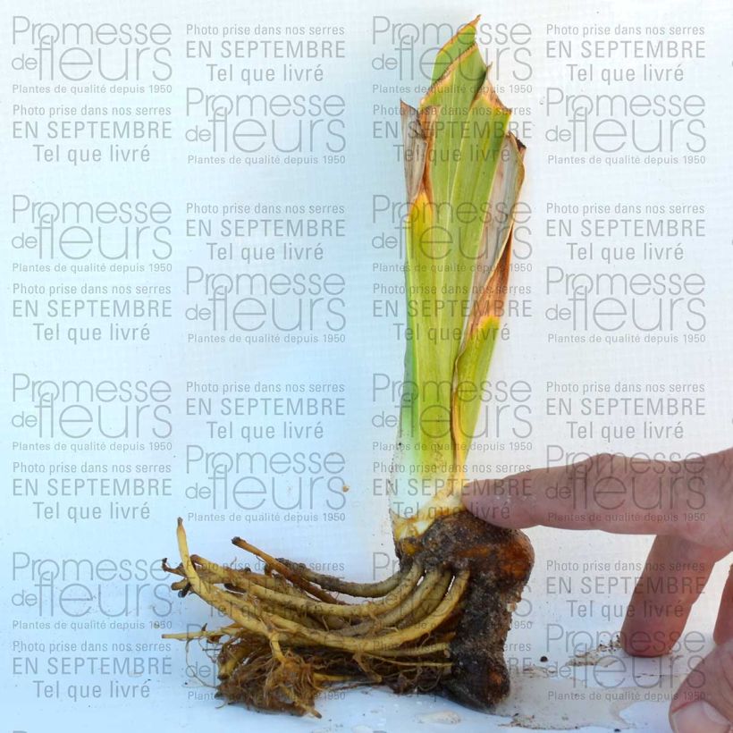 Ejemplo de ejemplar de Iris germanica Lady Friend Maceta de 8/9 cm tal y como se entrega