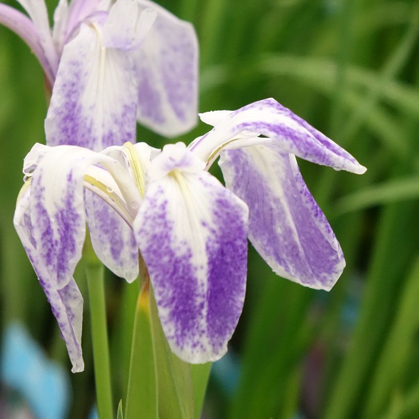 Iris laevigata Mottled Beauty - Iris de oreja de conejo (Floración)