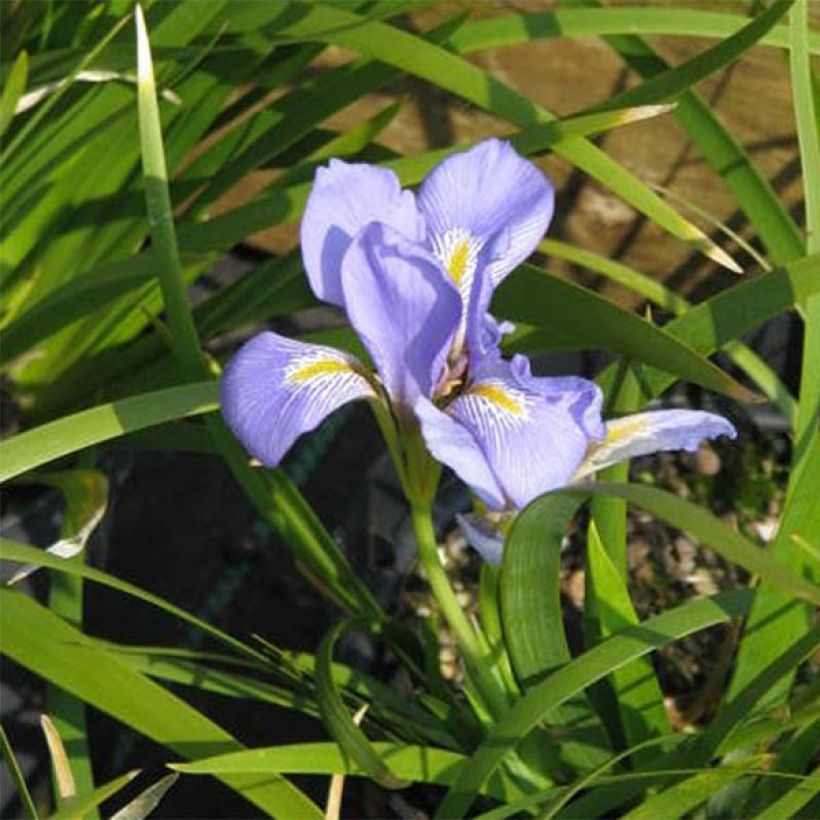 Iris lazica (Floración)