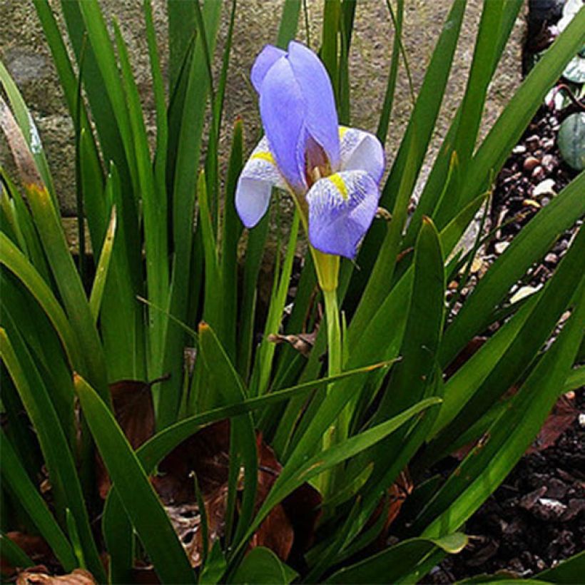 Iris lazica (Porte)