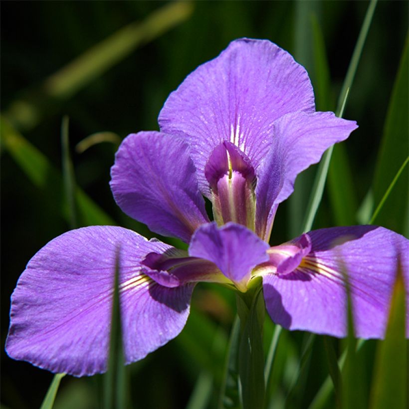 Iris louisiana Gulf Shore (Floración)
