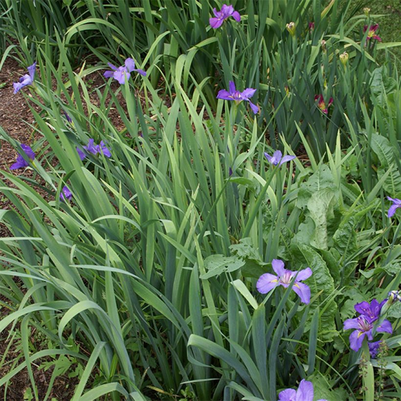 Iris louisiana Gulf Shore (Porte)