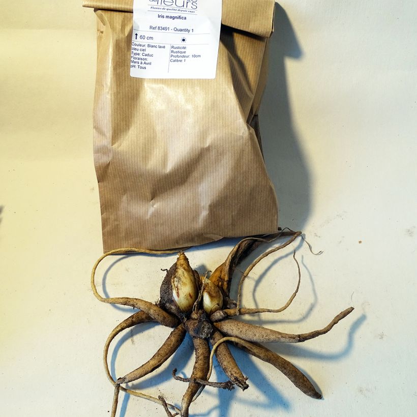 Ejemplo de ejemplar de Iris magnifica Bulbe tal y como se entrega