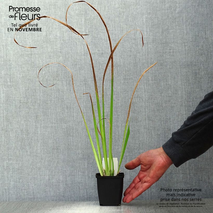Ejemplar de Iris pseudacorus - Lirio amarillo Maceta de 8/9 cm entregado en otoño