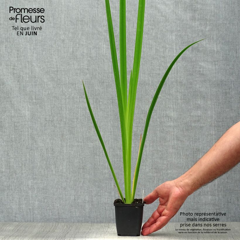 Ejemplar de Iris pseudacorus - Lirio amarillo Maceta de 8/9 cm entregado en verano