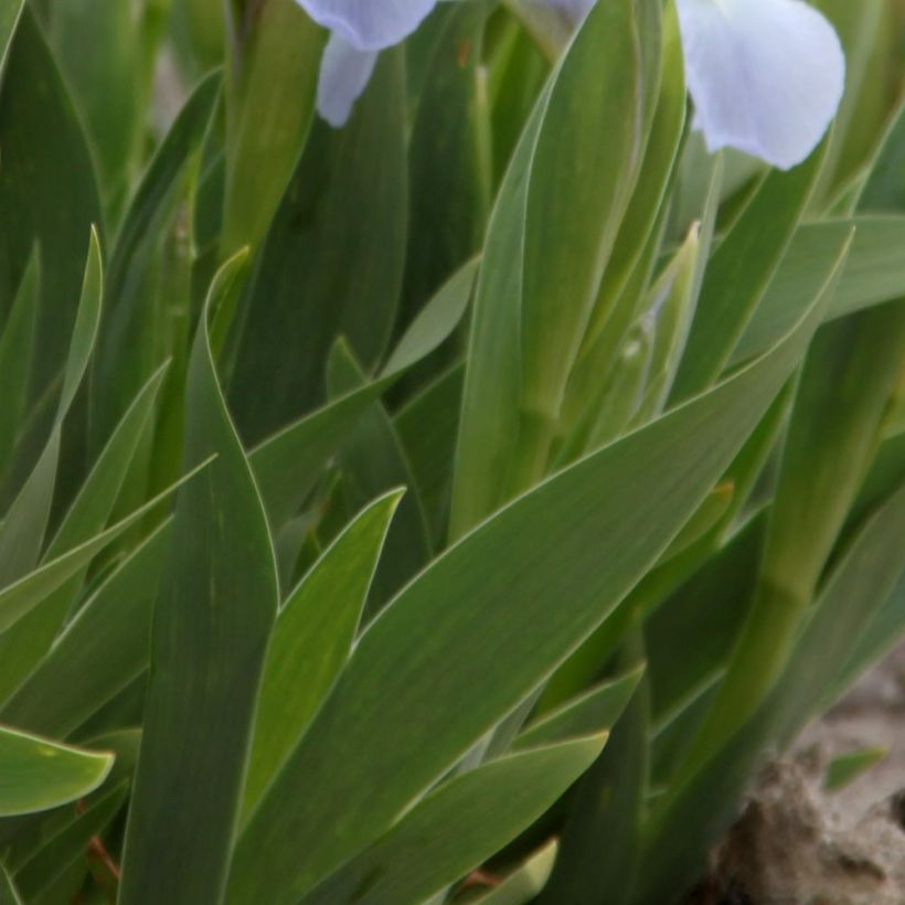 Iris pigmeo Blue Denim - Iris pumila (Follaje)