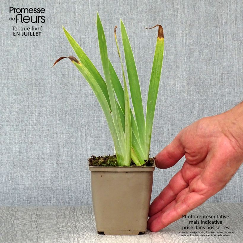 Ejemplar de Iris pigmeo​ Blue Denim - Iris pumila Maceta de 8/9 cm entregado en verano