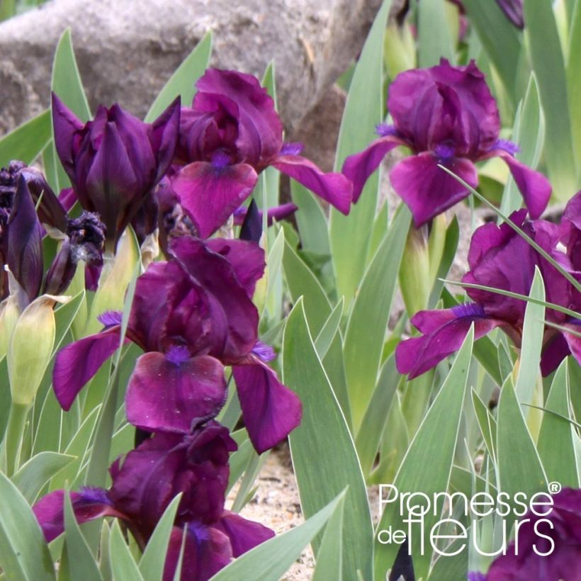 Iris pigmeo Cherry Garden - Iris pumila (Follaje)
