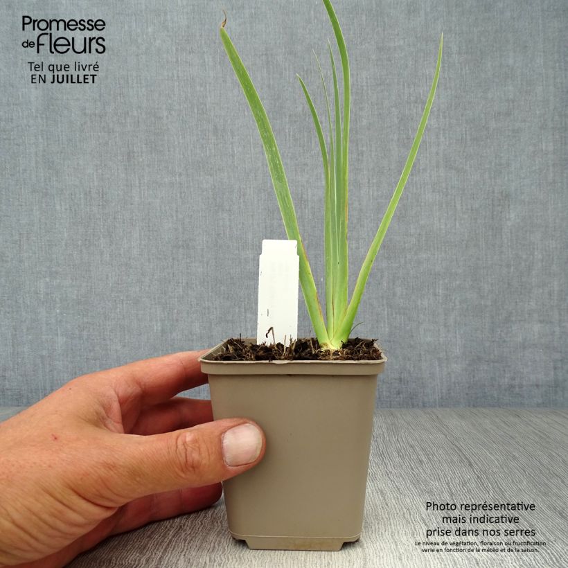 Ejemplar de Iris pigmeo​ Cherry Garden - Iris pumila Maceta de 8/9 cm entregado en verano