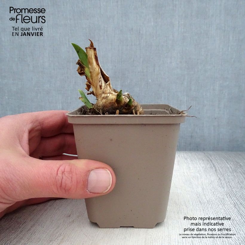 Iris pigmeo​ Dream Stuff - Iris pumila Maceta de 8/9 cm Ejemplar entregado en invierno